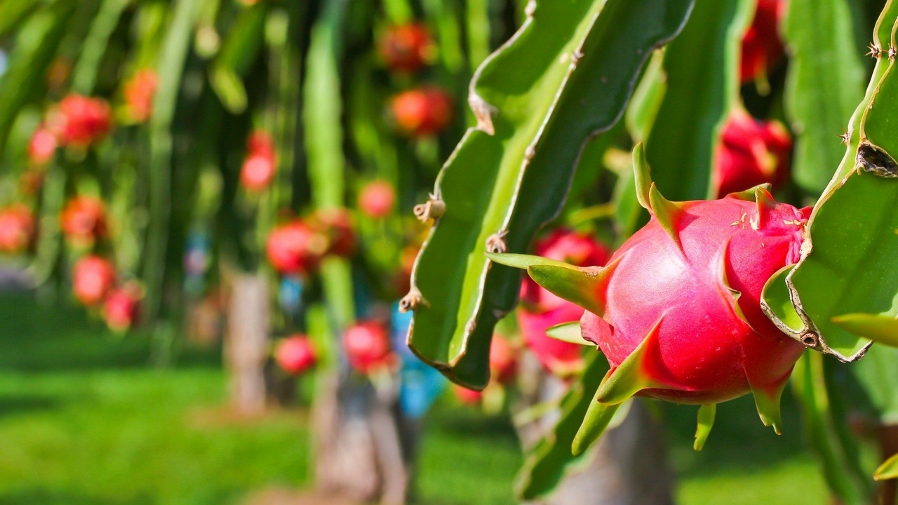 Trái cây chuẩn xuất khẩu