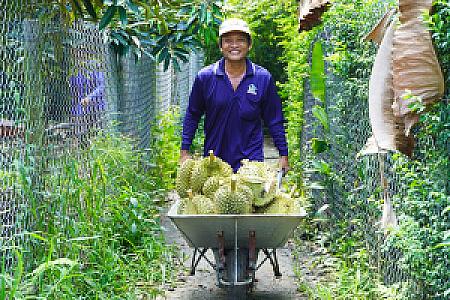 Cà phê, sầu riêng bứt phá đưa nông sản lập kỷ lục mới